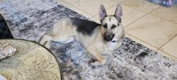Found/Stray Male Dog last seen 48th St & Warner Rd, Phoenix, AZ 85044