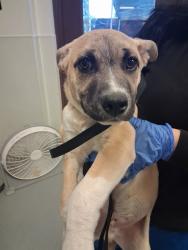Shelter Stray Male Dog last seen CENTENIAL PARK, BAKERFSIELD, Bakersfield, CA 93307