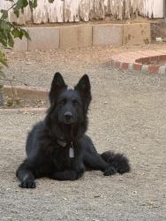 Lost Female Dog last seen 44th street and Grover’s , Phoenix, AZ 85032