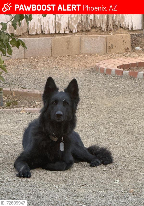 Lost Female Dog last seen 44th street and Grover’s , Phoenix, AZ 85032