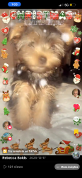 Lost Female Dog last seen Nebula , Rancho Cordova, CA 95827
