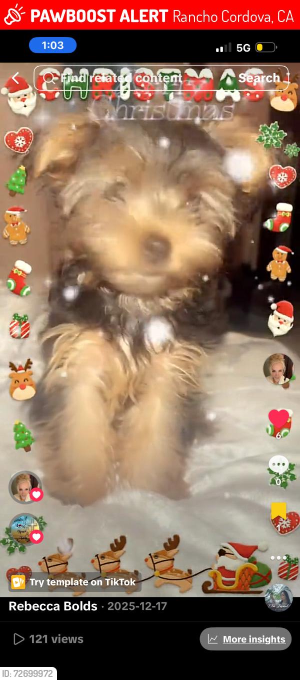 Lost Female Dog last seen Nebula , Rancho Cordova, CA 95827