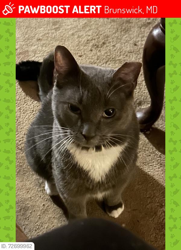 Lost Male Cat last seen alley behind 5th ave and corner of d street, Brunswick, MD 21716