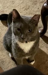Lost Male Cat last seen alley behind 5th ave and corner of d street, Brunswick, MD 21716