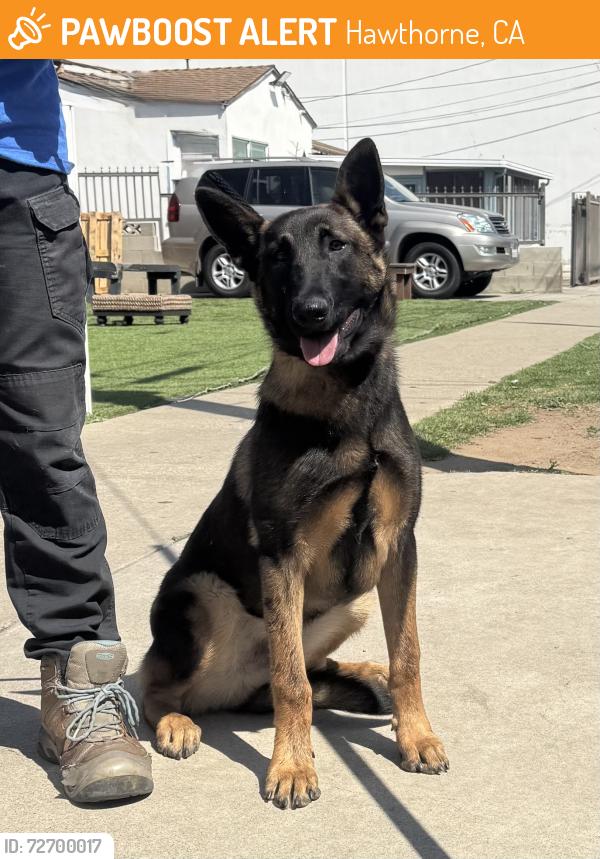 Found/Stray Male Dog last seen Near block and 119th Pl, Hawthorne, CA 90250
