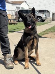 Found/Stray Male Dog last seen Near block and 119th Pl, Hawthorne, CA 90250