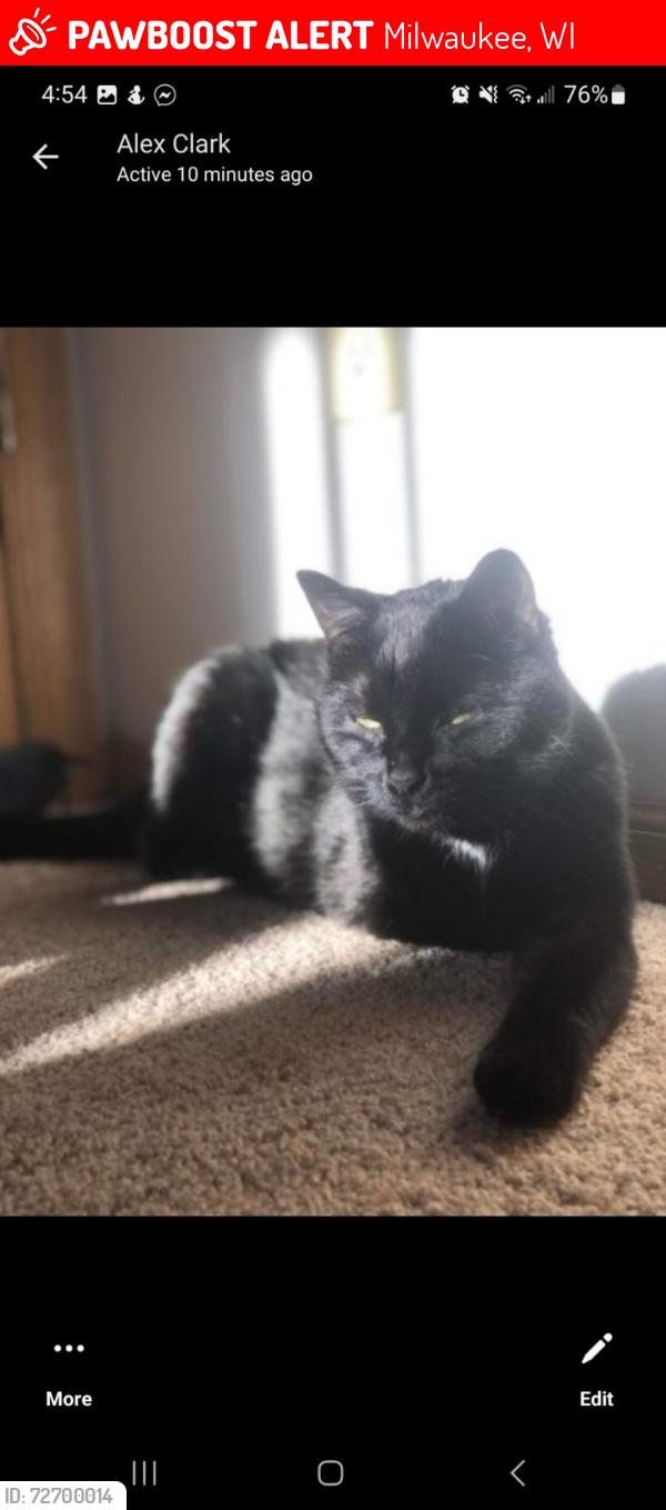 Lost Male Cat last seen Bridge st and w Ramsey ave, Milwaukee, WI 53221