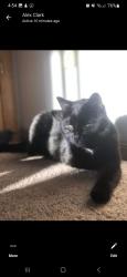 Lost Male Cat last seen Bridge st and w Ramsey ave, Milwaukee, WI 53221