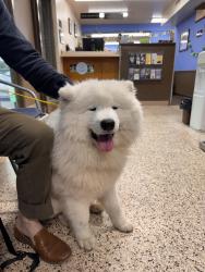 Found/Stray Male Dog last seen Nolensville and Brewer , Nashville, TN 37211
