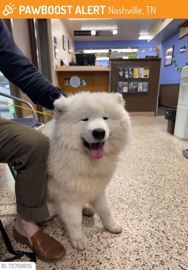 Found/Stray Male Dog last seen Nolensville and Brewer , Nashville, TN 37211