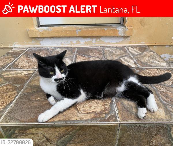 Lost Male Cat last seen Ridge road, Lantana, FL 33462