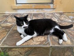 Lost Male Cat last seen Ridge road, Lantana, FL 33462