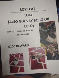 Lost Male Cat last seen Dog park, Springfield, MI 49037