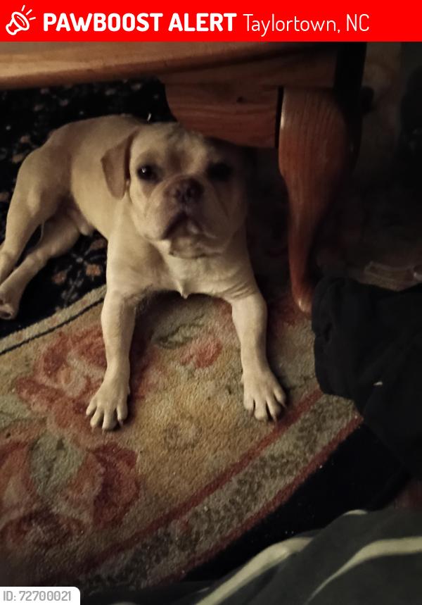 Lost Male Dog last seen Juniper lake Rd, Walker St , Taylortown, NC 27376