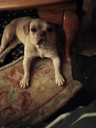 Lost Male Dog last seen Juniper lake Rd, Walker St , Taylortown, NC 27376