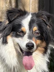 Found/Stray Female Dog last seen Near and Rose Ln, Lake Arrowhead, CA 92391