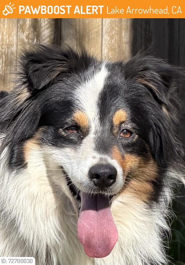 Found/Stray Female Dog last seen Near and Rose Ln, Lake Arrowhead, CA 92391