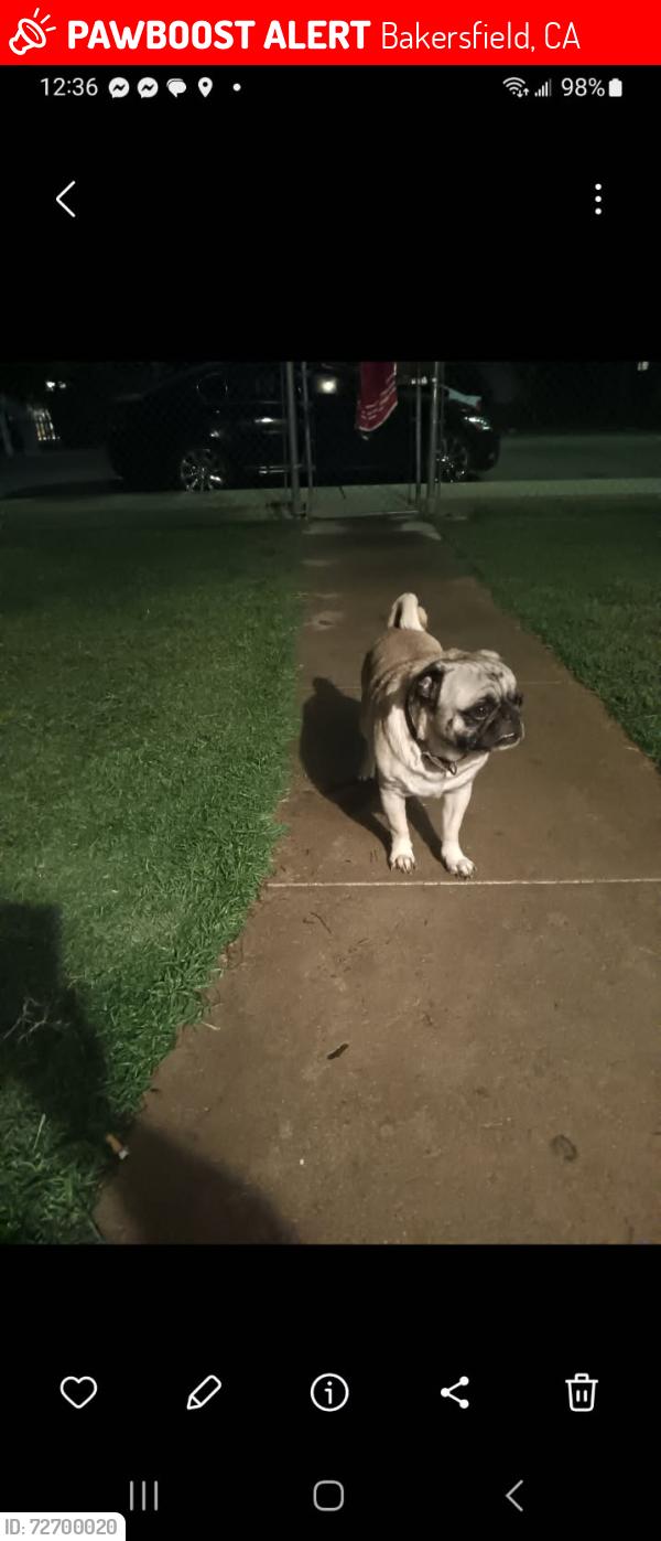 Lost Male Dog last seen Super q market, Bakersfield, CA 93307