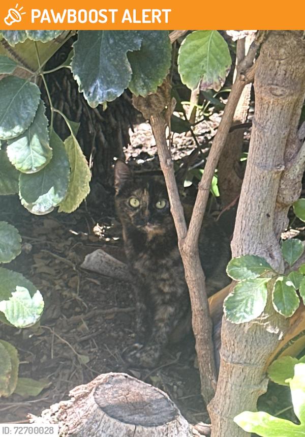 Found/Stray Unknown Cat last seen Over on the far end of Puamana, over by lahaina, Napili-Honokowai, HI 96761