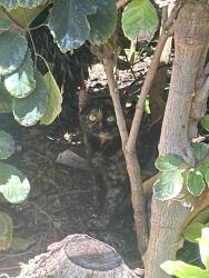Found/Stray Unknown Cat last seen Over on the far end of Puamana, over by lahaina, Napili-Honokowai, HI 96761