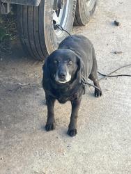 Found/Stray Unknown Dog last seen Behind 2 car shop buildings at 1555 Long Ferry Rd, Salisbury, NC 28146