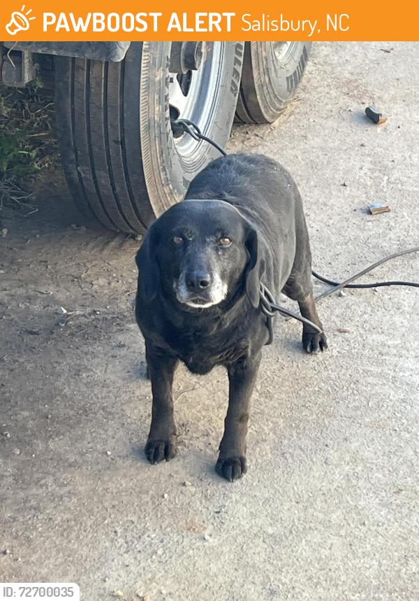Found/Stray Unknown Dog last seen Behind 2 car shop buildings at 1555 Long Ferry Rd, Salisbury, NC 28146