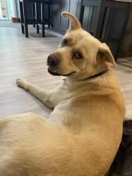 Lost Male Dog last seen Near white star ln valley center ca 92082, Valley Center, CA 92082
