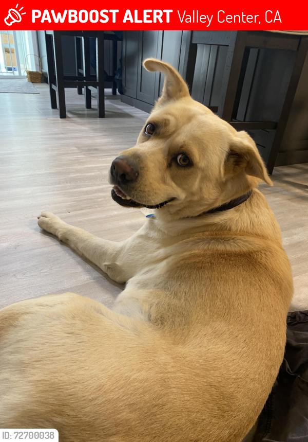 Lost Male Dog last seen Near white star ln valley center ca 92082, Valley Center, CA 92082