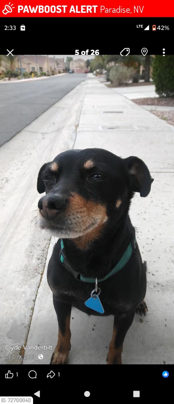 Lost Male Dog last seen Twain , university center dr, Paradise, NV 89169