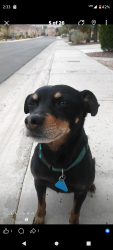 Lost Male Dog last seen Twain , university center dr, Paradise, NV 89169