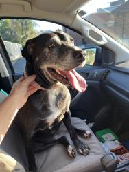 Found/Stray Female Dog last seen Prince of whales hotel Nundah , Nundah, QLD 4012