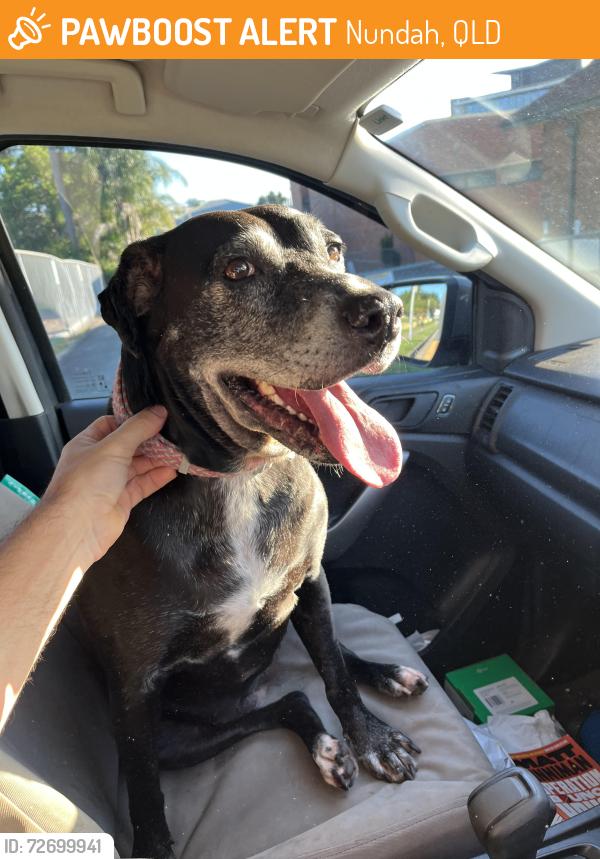 Found/Stray Female Dog last seen Prince of whales hotel Nundah , Nundah, QLD 4012