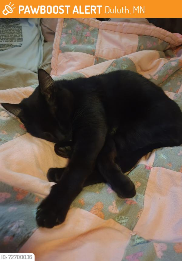 Found/Stray Female Cat last seen Near east 2nd street Duluth mn, Duluth, MN 55805