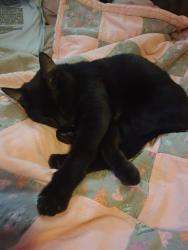 Found/Stray Female Cat last seen Near east 2nd street Duluth mn, Duluth, MN 55805