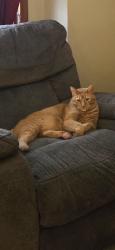 Lost Male Cat last seen Near Bauer Elementary School/48th and Bauer Rd, Hudsonville, MI 49426