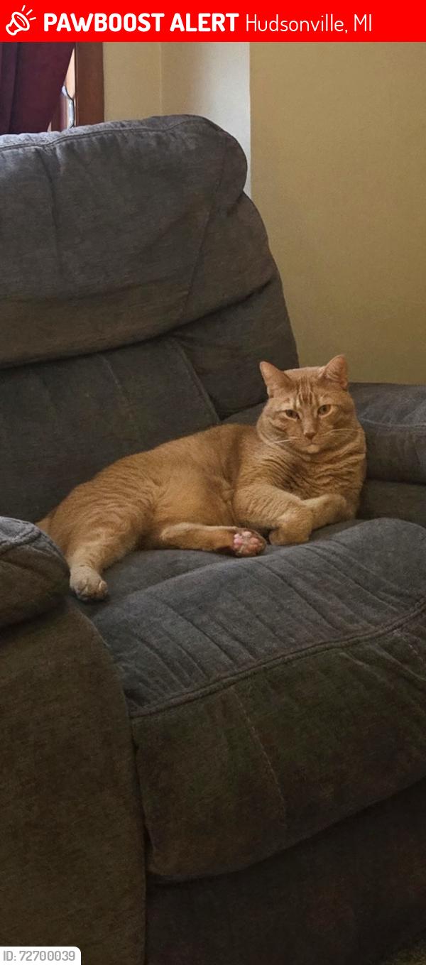 Lost Male Cat last seen Near Bauer Elementary School/48th and Bauer Rd, Hudsonville, MI 49426
