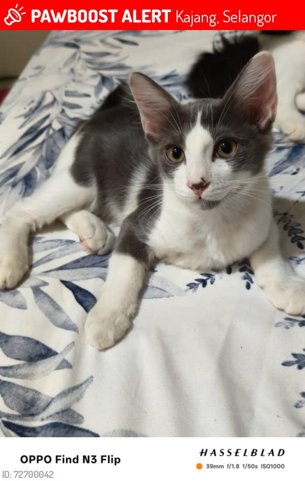 Lost Male Cat last seen Jalan impian makmur 1/10, saujana impian , Kajang, Selangor 