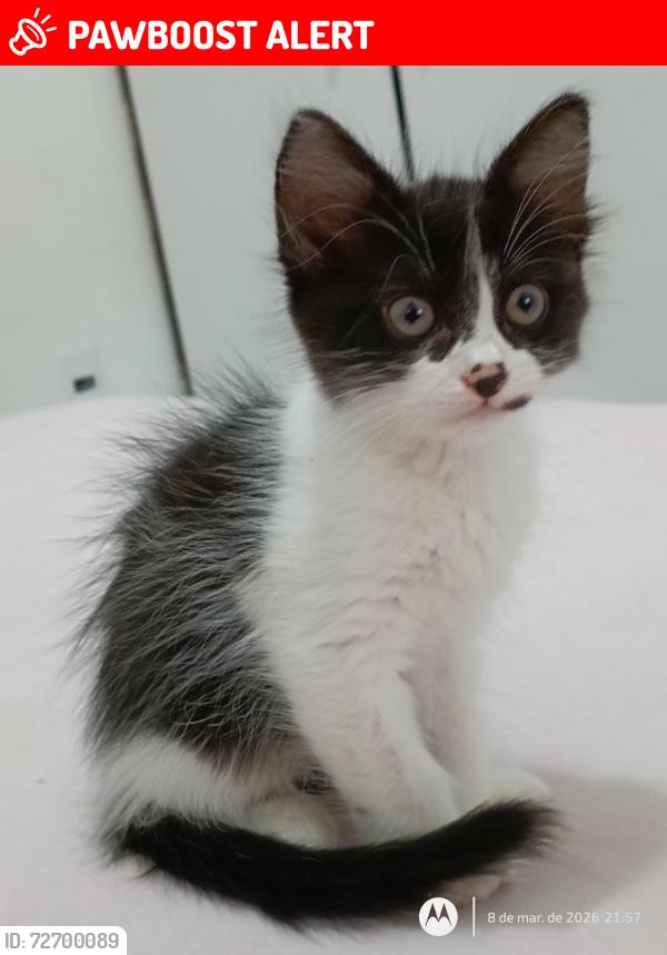 Lost Female Cat last seen Rua dos Girassóis , Balneário Piçarras, SC 88380-000
