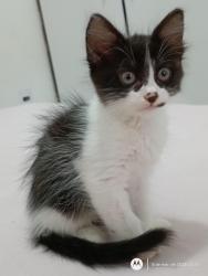 Lost Female Cat last seen Rua dos Girassóis , Balneário Piçarras, SC 88380-000