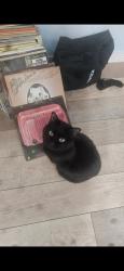 Lost Female Cat last seen 7th and Indian school , Phoenix, AZ 85014