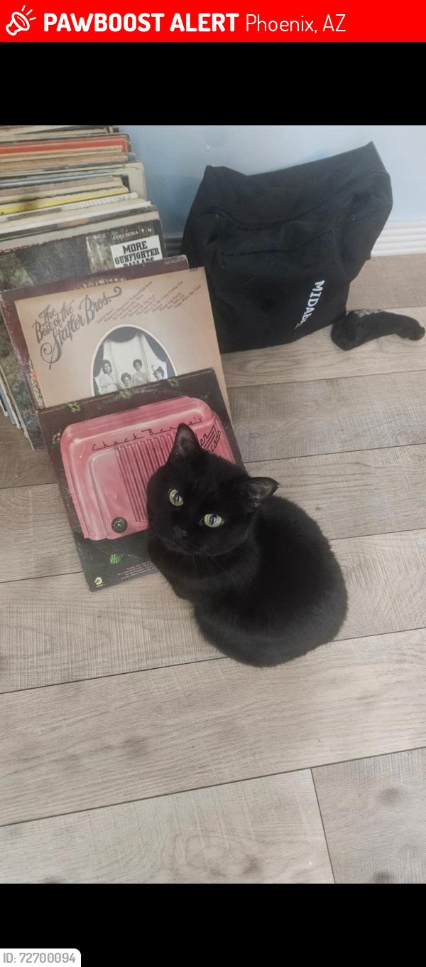 Lost Female Cat last seen 7th and Indian school , Phoenix, AZ 85014