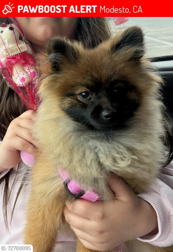Lost Female Dog last seen Tully av , Modesto, CA 95356