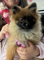 Lost Female Dog last seen Tully av , Modesto, CA 95356