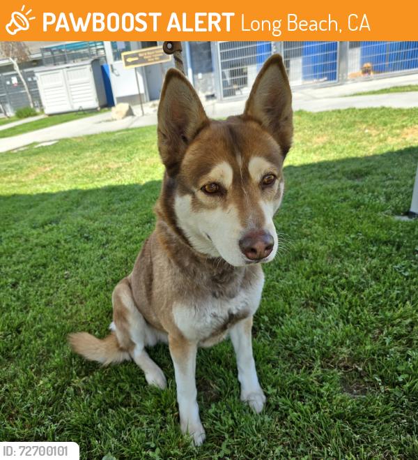 Found/Stray Female Dog last seen Near Gaviota Ave, Long Beach, CA 90807, Long Beach, CA 90807