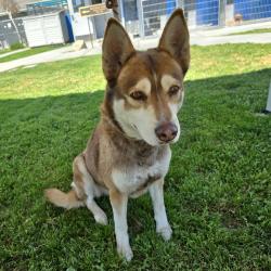 Found/Stray Female Dog last seen Near Gaviota Ave, Long Beach, CA 90807, Long Beach, CA 90807