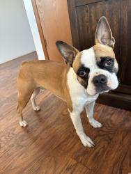 Lost Male Dog last seen Brooten MN , Brooten, MN 56316