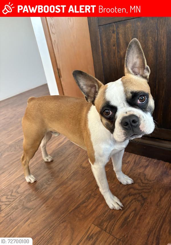Lost Male Dog last seen Brooten MN , Brooten, MN 56316