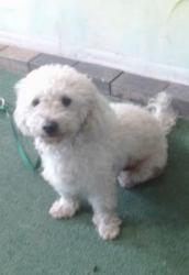 Lost Male Dog last seen Santa Anita, Tyler, Peck, Rush, Garvey, South El Monte, CA 91733