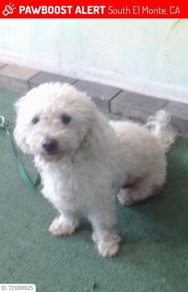 Lost Male Dog last seen Santa Anita, Tyler, Peck, Rush, Garvey, South El Monte, CA 91733