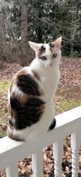 Lost Female Cat last seen Country Woods Lane/Woods End Lane, Greensboro, NC 27410